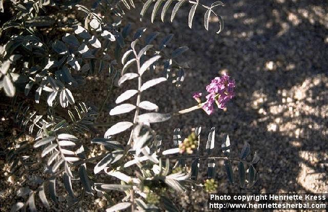 Photo: Astragalus 1.