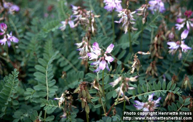 Photo: Astragalus alpinus 1.