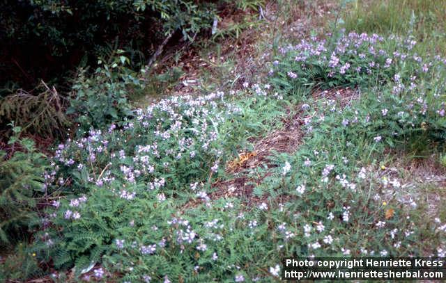 Photo: Astragalus alpinus 2.