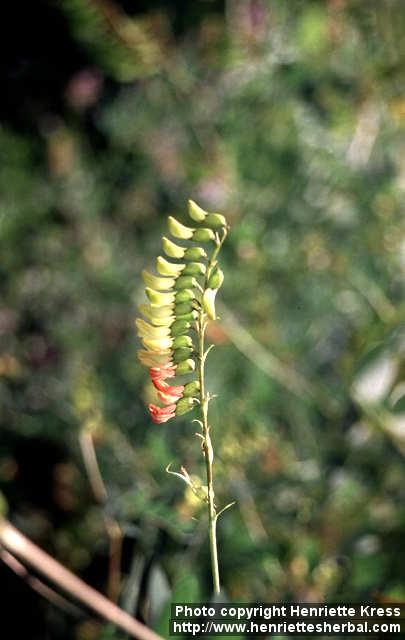 Photo: Astragalus propinquus 3.