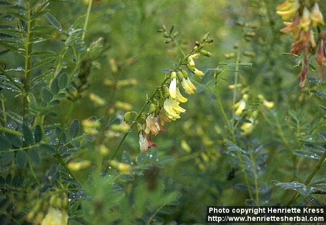 Photo: Astragalus propinquus.