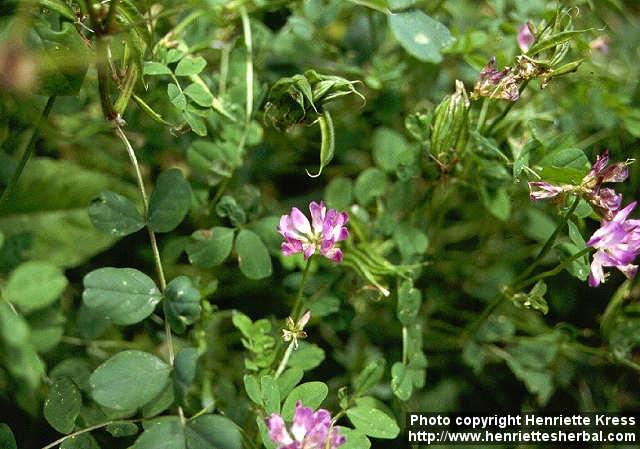 Photo: Astragalus sinicus 1.