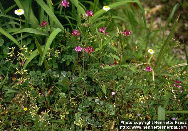 Photo: Astragalus sinicus 2.