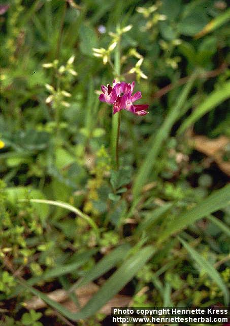 Photo: Astragalus sinicus 3.