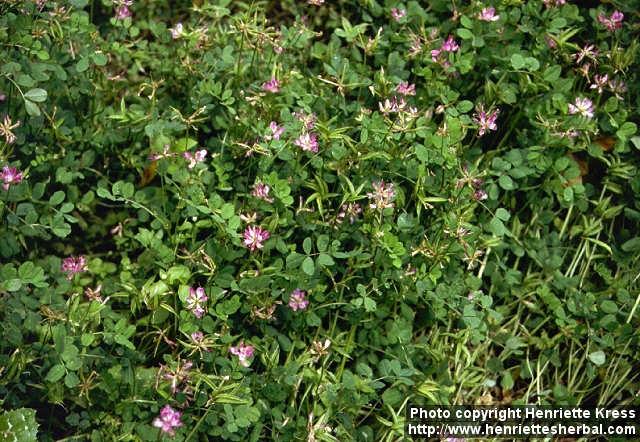 Photo: Astragalus sinicus.