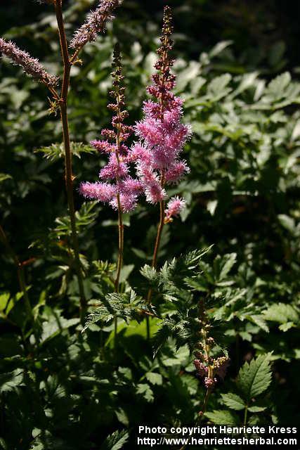 Photo: Astilbe chinensis 4.