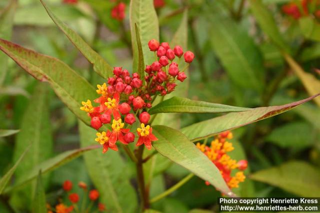 Photo: Asclepias curassavica 3.