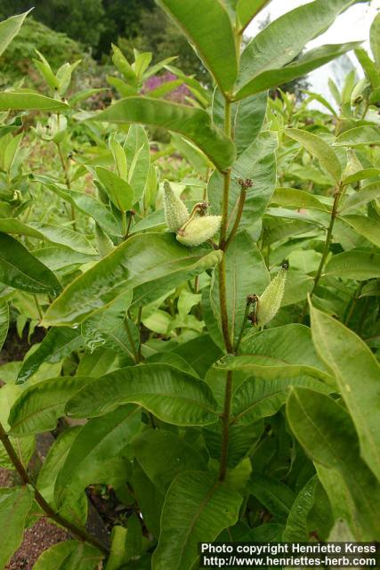 Photo: Asclepias speciosa.