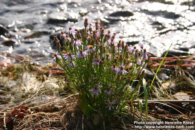 Photo: Aster tripolium.