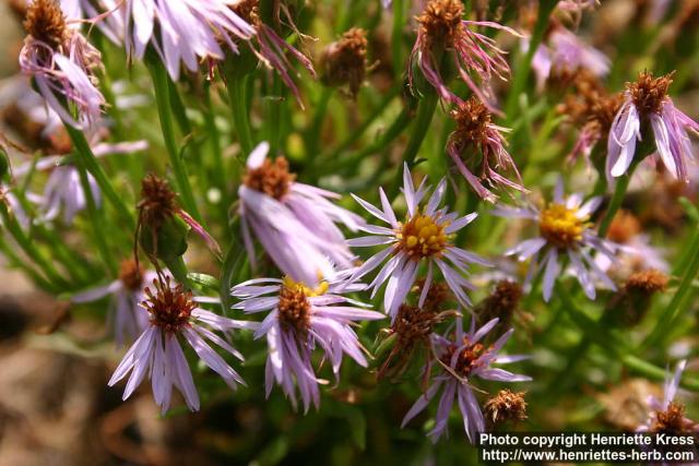 Photo: Aster tripolium 2.