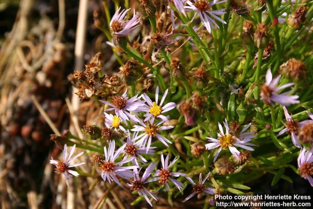 Photo: Aster tripolium 3.