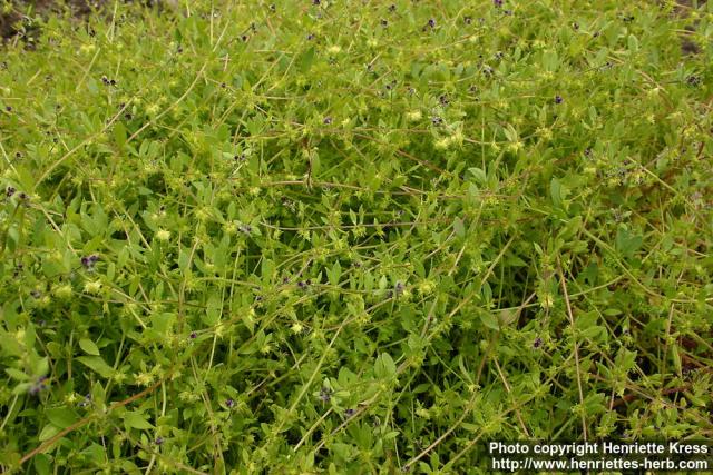 Photo: Asperugo procumbens 2.