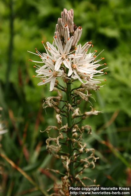 Photo: Asphodelus albus 2.