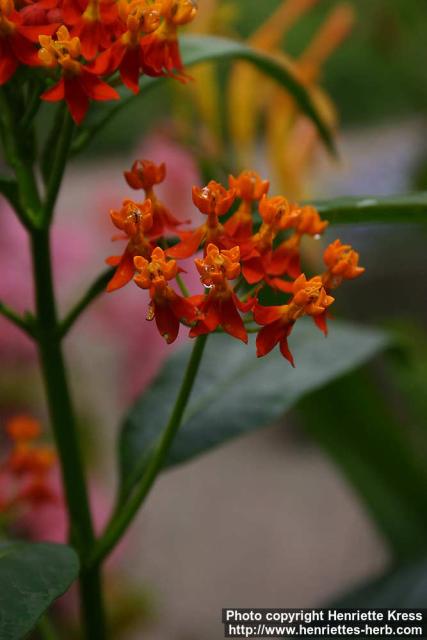 Photo: Asclepias curassavica 4.