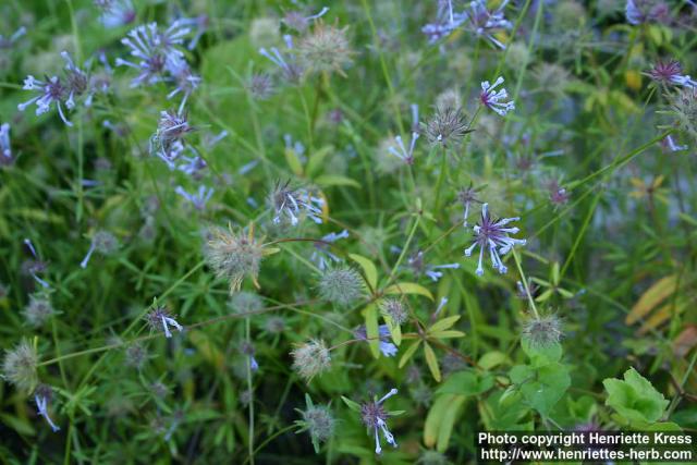 Photo: Asperula orientalis.