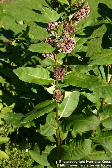 Photo: Asclepias syriaca 5.