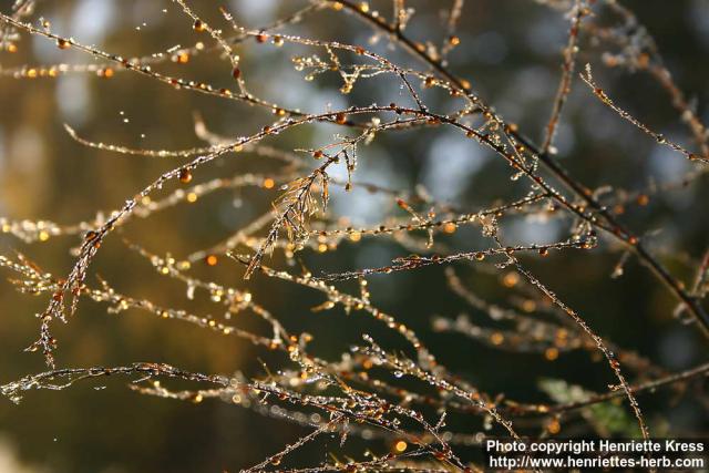 Photo: Asparagus officinalis 15.