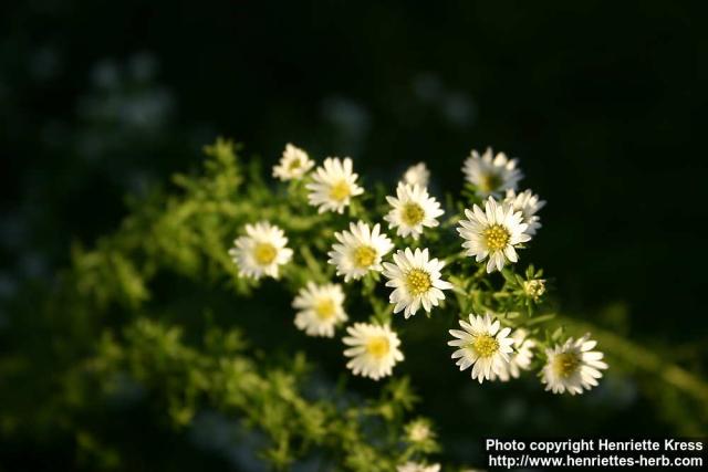 Photo: Symphyotrichum ericoides 1.