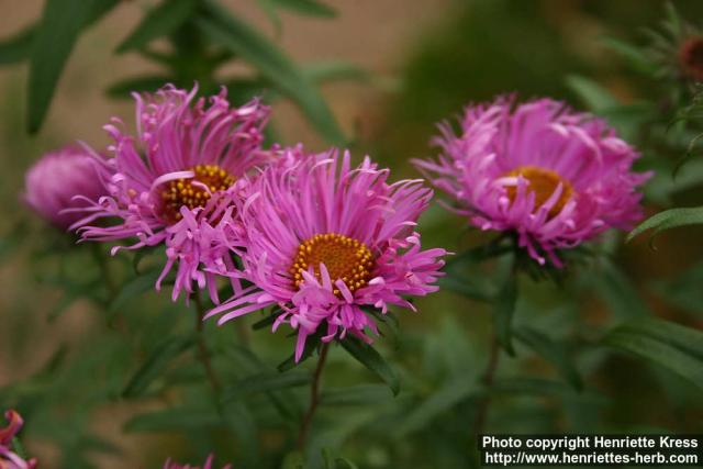 Photo: Symphyotrichum novae angliae 10.