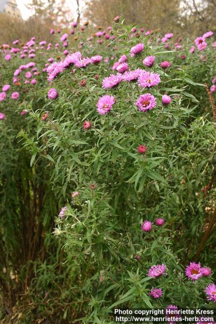 Photo: Symphyotrichum novae angliae 9.