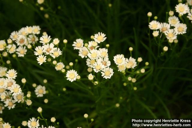 Photo: Solidago ptarmicoides.