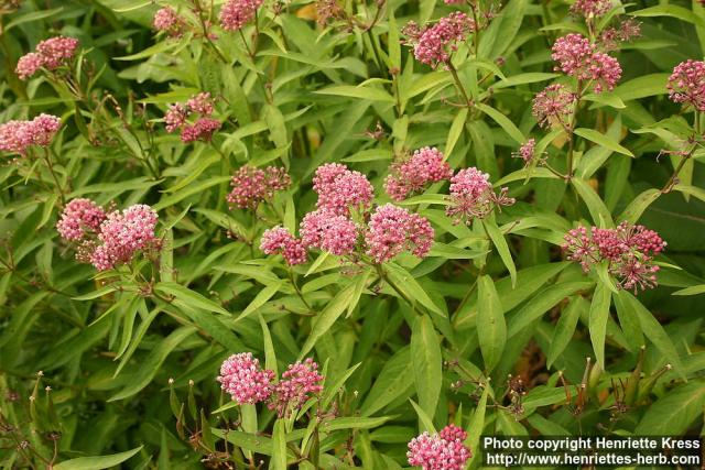 Photo: Asclepias incarnata.