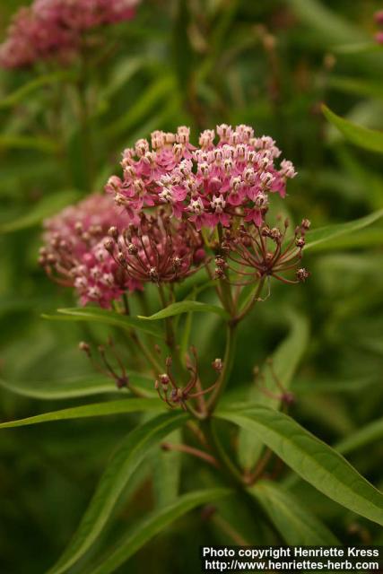 Photo: Asclepias incarnata 1.