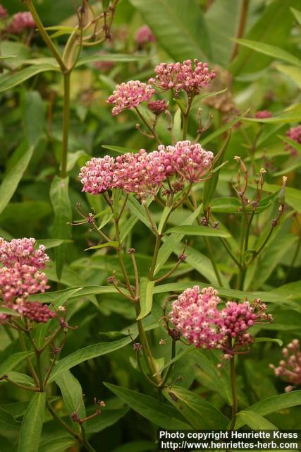 Photo: Asclepias incarnata 2.