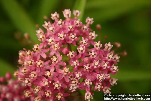 Photo: Asclepias incarnata 3.