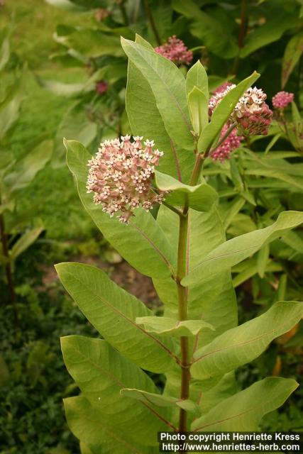 Photo: Asclepias syriaca 7.