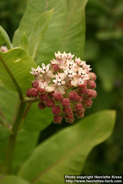 Photo: Asclepias syriaca 8.