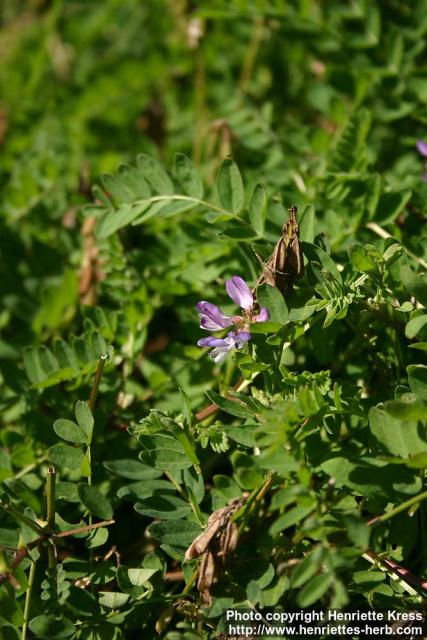 Photo: Astragalus alpinus 5.