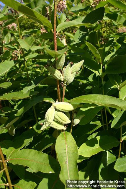 Photo: Asclepias syriaca 12.