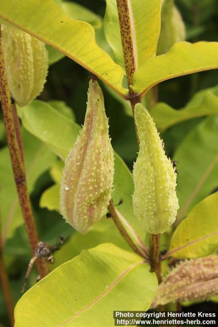 Photo: Asclepias syriaca 14.