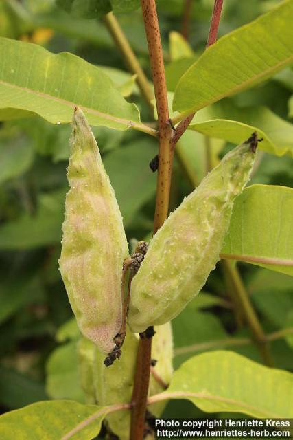 Photo: Asclepias syriaca 16.