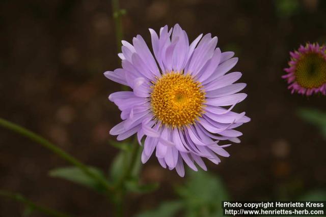 Photo: Canadanthus modestus 1.