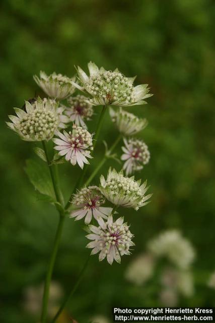 Photo: Astrantia major 10.