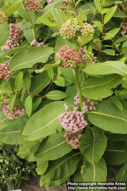 Photo: Asclepias syriaca 17.