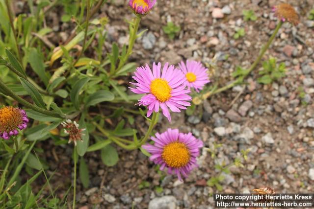 Photo: Aster alpinus 0.