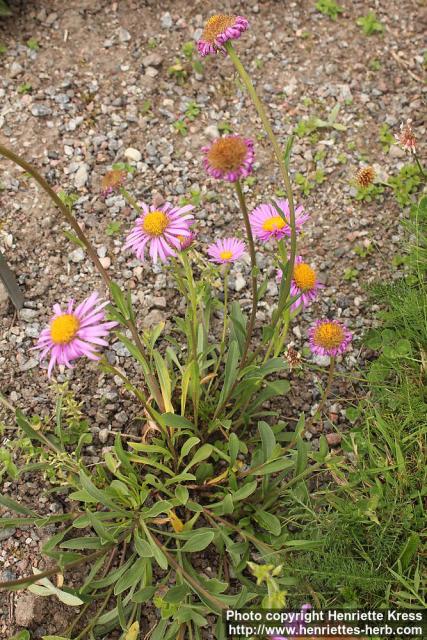 Photo: Aster alpinus 1.