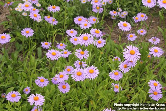 Photo: Aster tongolensis 0.