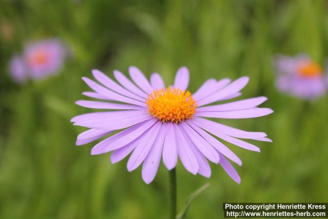 Photo: Aster tongolensis 1.