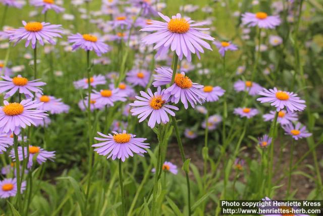 Photo: Aster tongolensis 4.