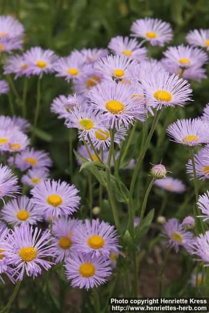 Photo: Aster alpinus 5.