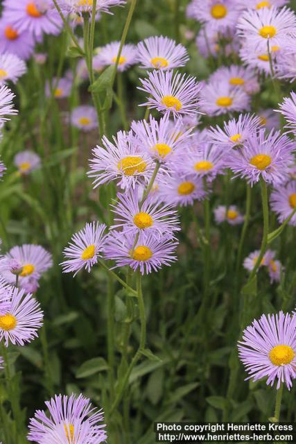 Photo: Aster alpinus 6.