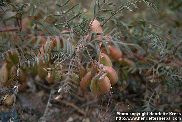 Photo: Astragalus whitneyi.