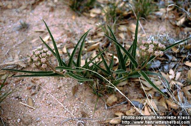 Photo: Asclepias asperula.