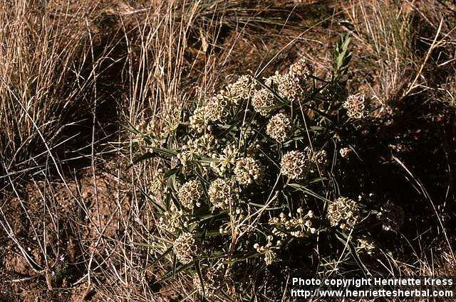 Photo: Asclepias asperula 1.