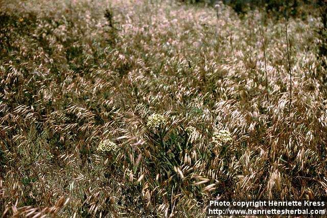 Photo: Asclepias asperula 3.