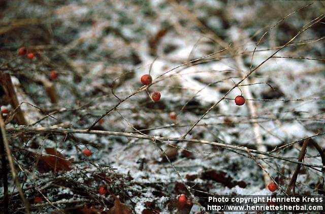 Photo: Asparagus officinalis.